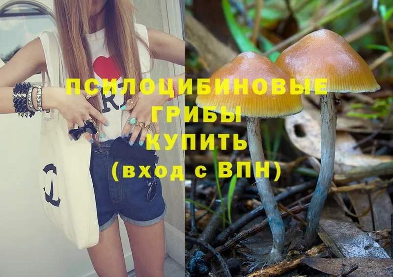 магазин продажи наркотиков  Кушва  Псилоцибиновые грибы Psilocybine cubensis 